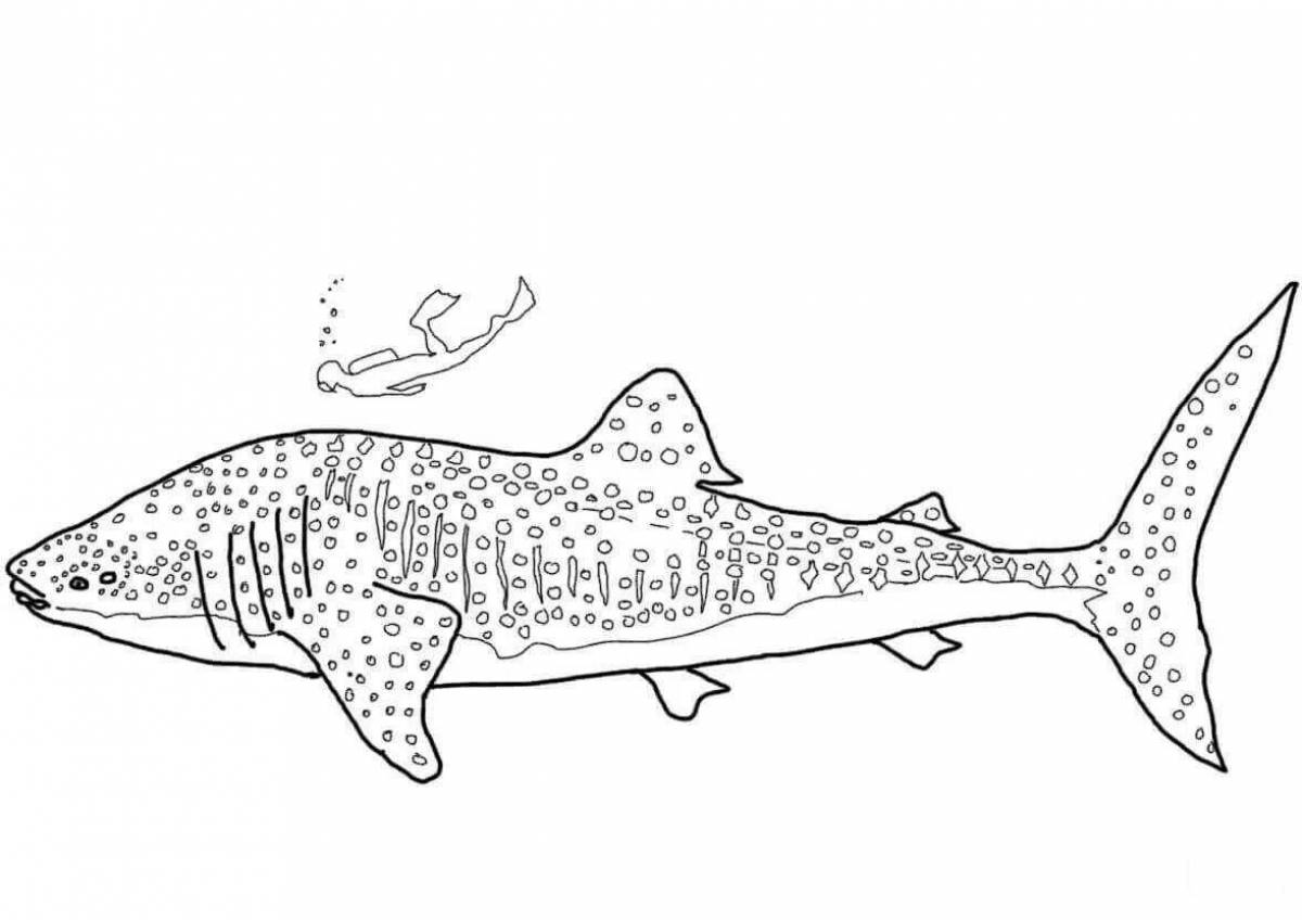 Whale shark #8