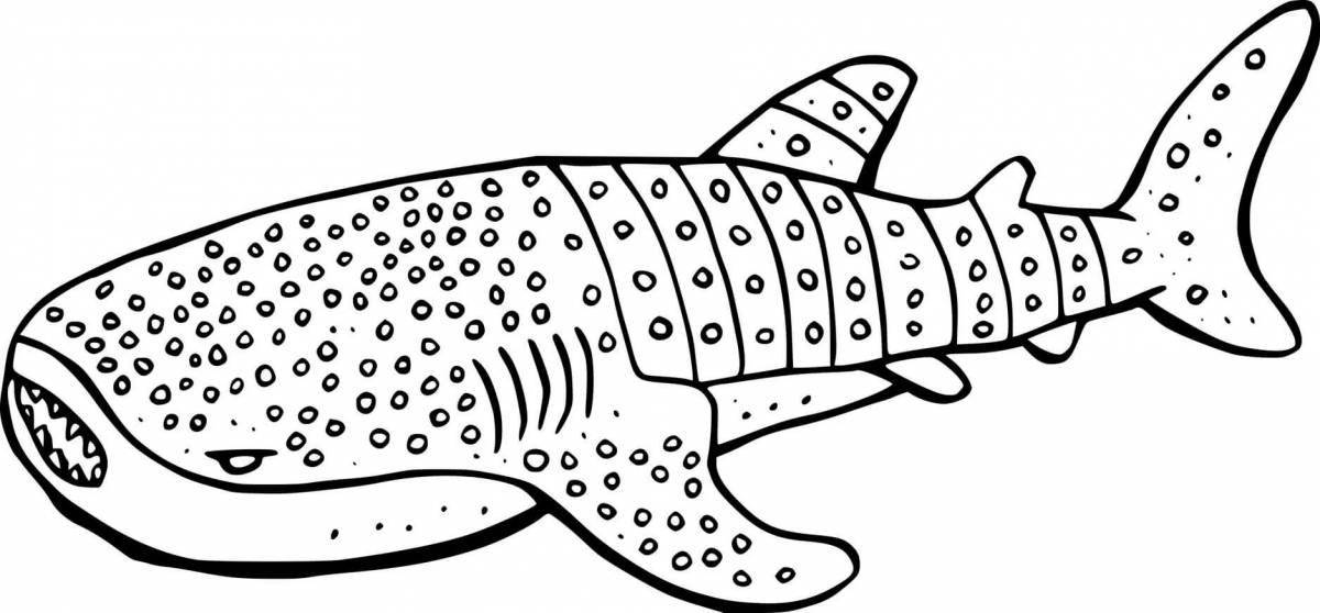 Whale shark #9