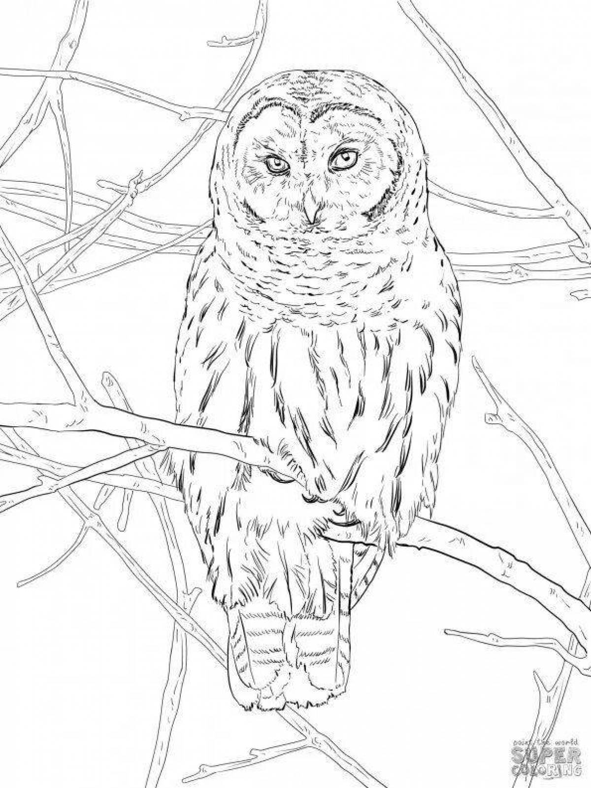 Coloring book elegant snowy owl