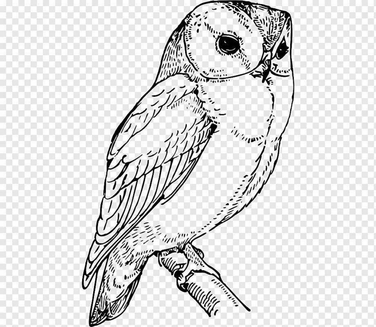 Bright white owl coloring book