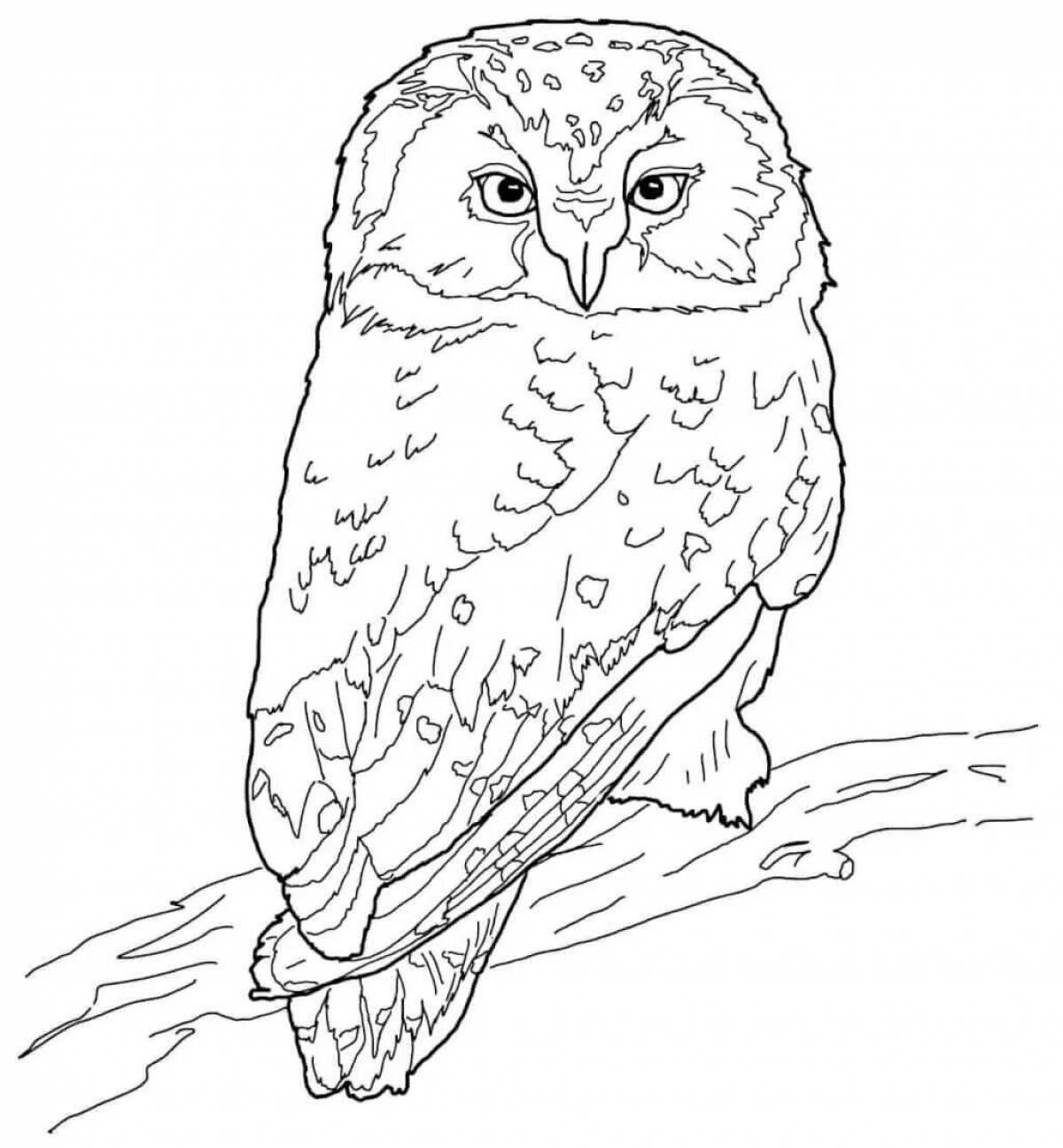 Coloring book of the noble white owl