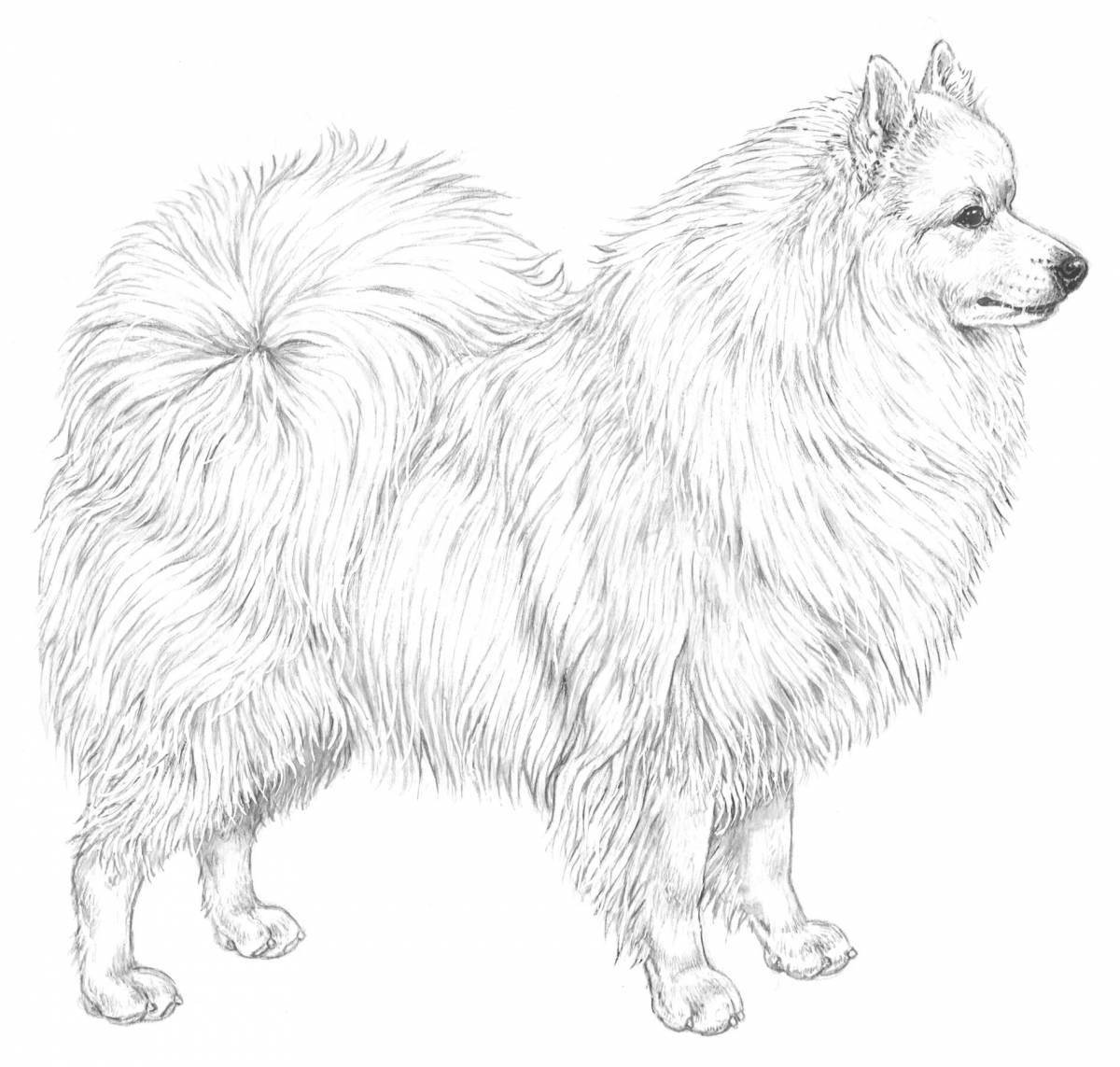 Colouring playful spitz