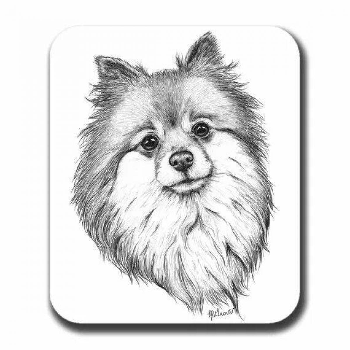 Coloring quirky pomeranian
