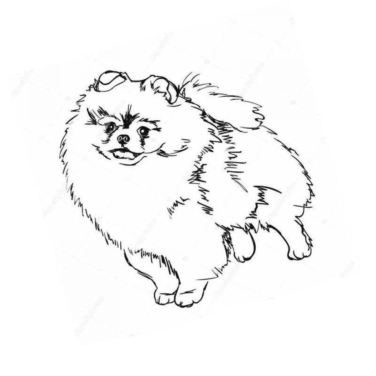 Coloring book smiling Spitz