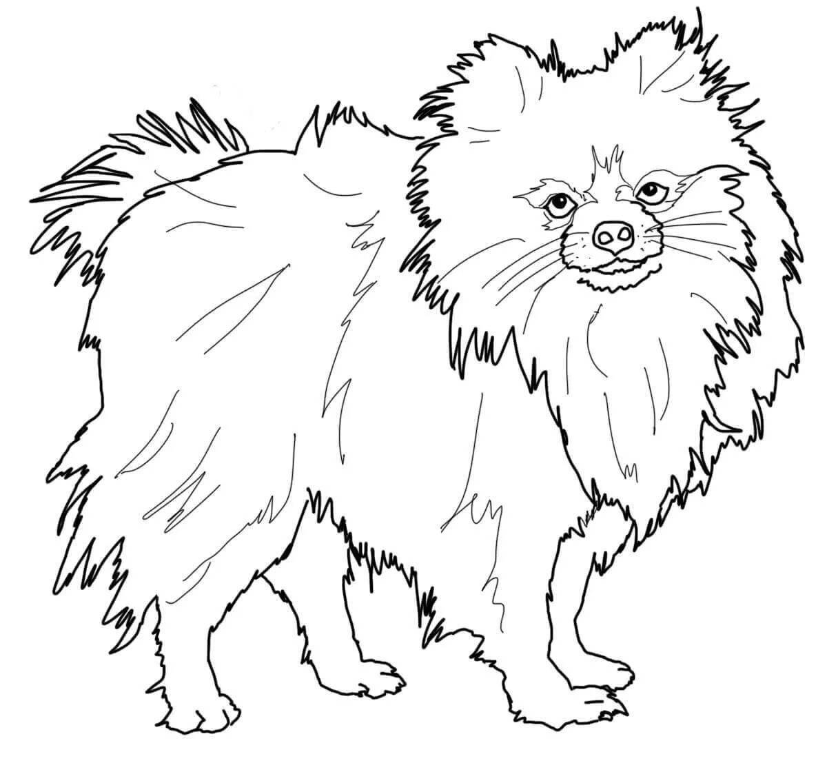 Coloring funny spitz