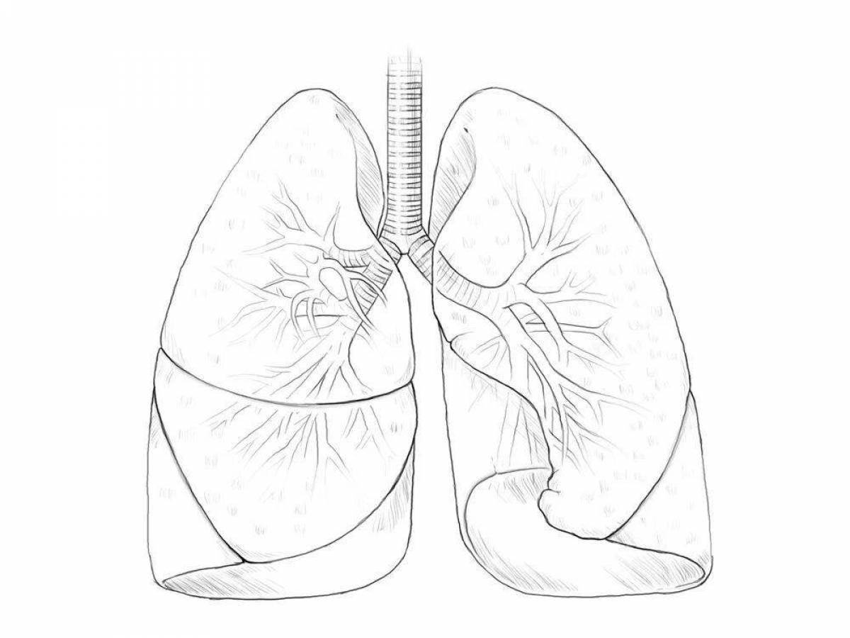Elegant coloring human lungs