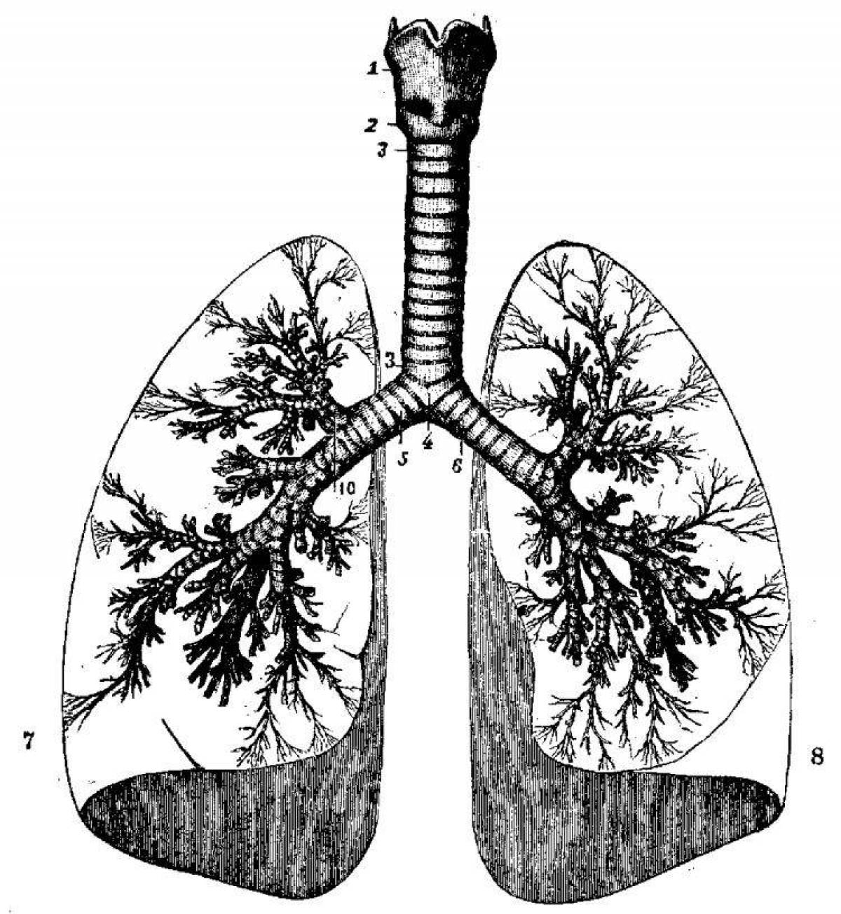 Charming human lung coloring book