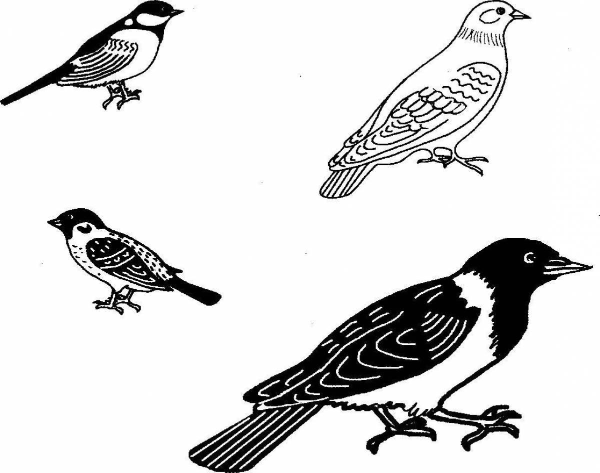 Glorious sparrow and crow coloring page