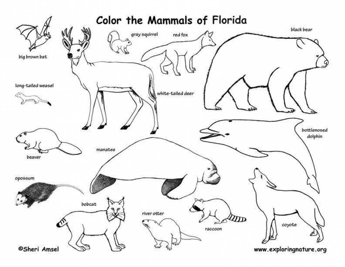 Млекопитающие животные рисунки. Млекопитающие рисунок. Млекопитающие раскраска. Млекопитающие картинки раскраски. Рисунок млекопитающих животных.