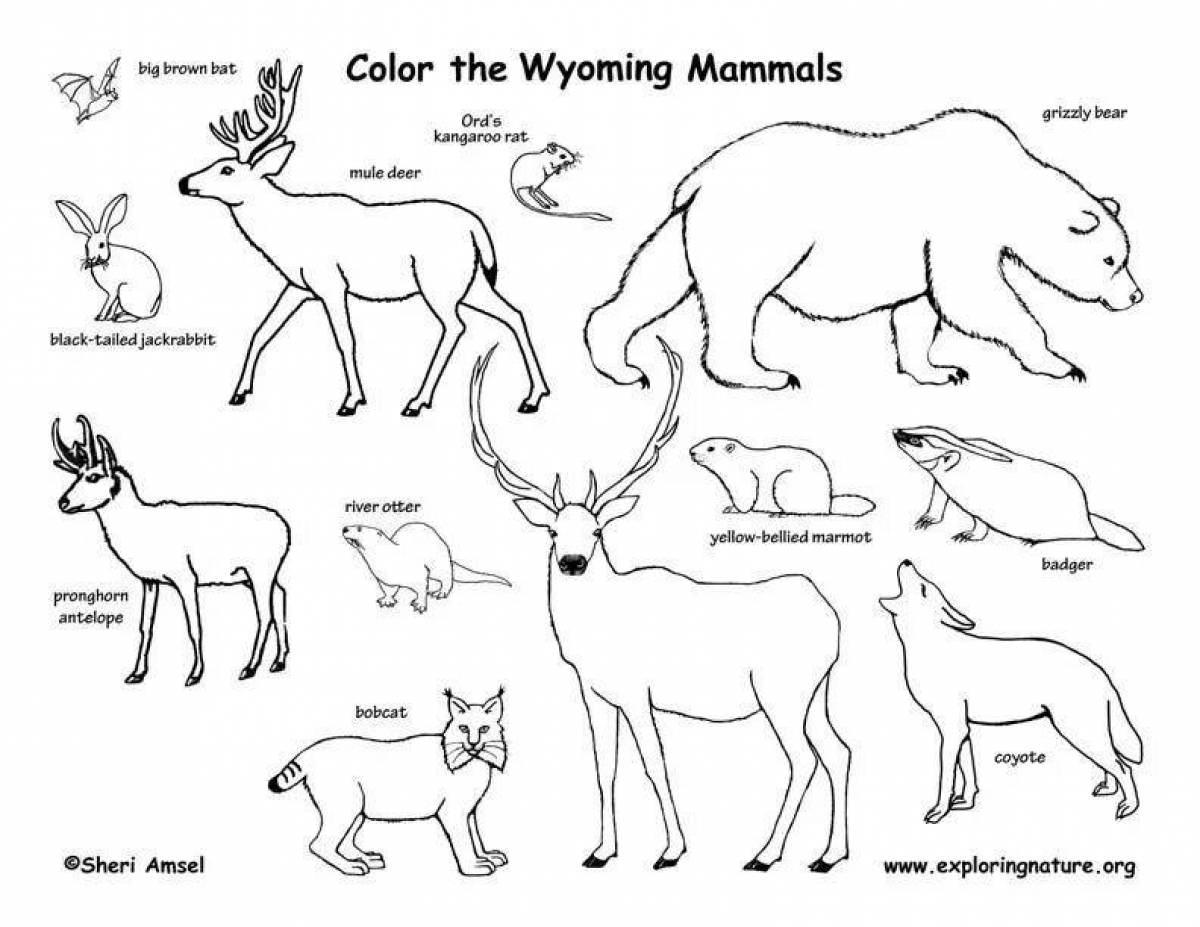 Млекопитающие животные рисунки. Млекопитающие раскраска. Млекопитающие разукрасить. Млекопитающие раскраска схема. Раскраски mammals.