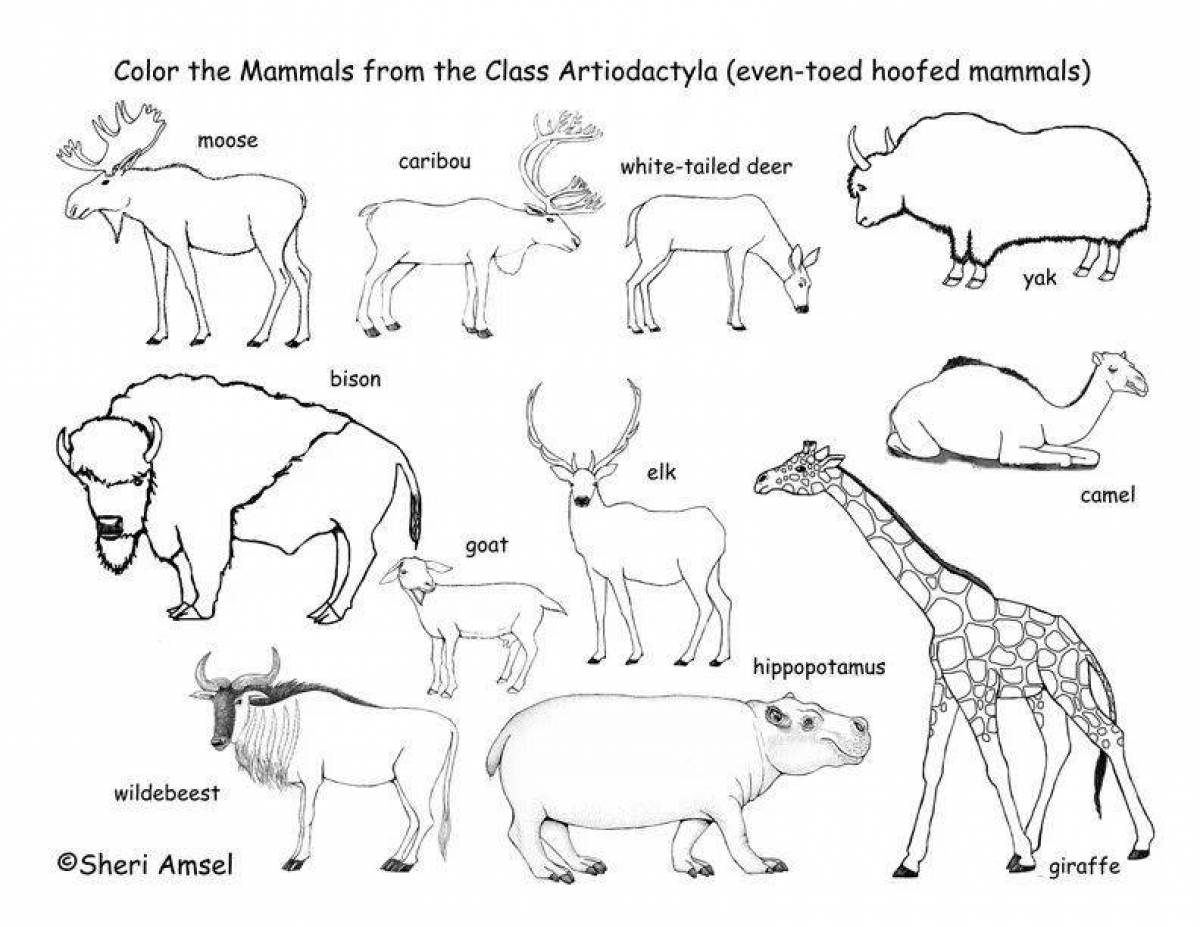 Млекопитающие животные раскраска