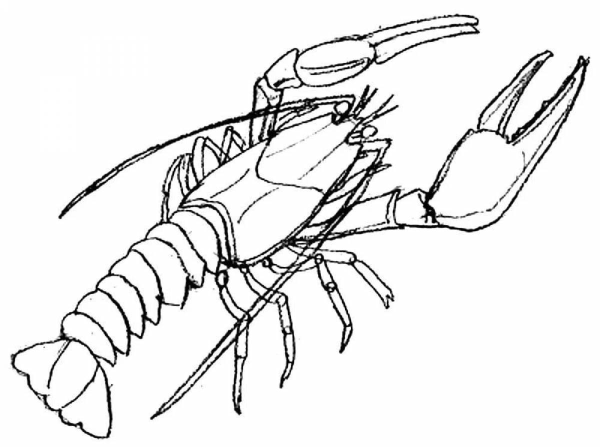 Речной рак рисунок. Ракообразные карандашом. Ракообразные раскраска. Лангуст раскраска. Ракообразные раскраска для детей.