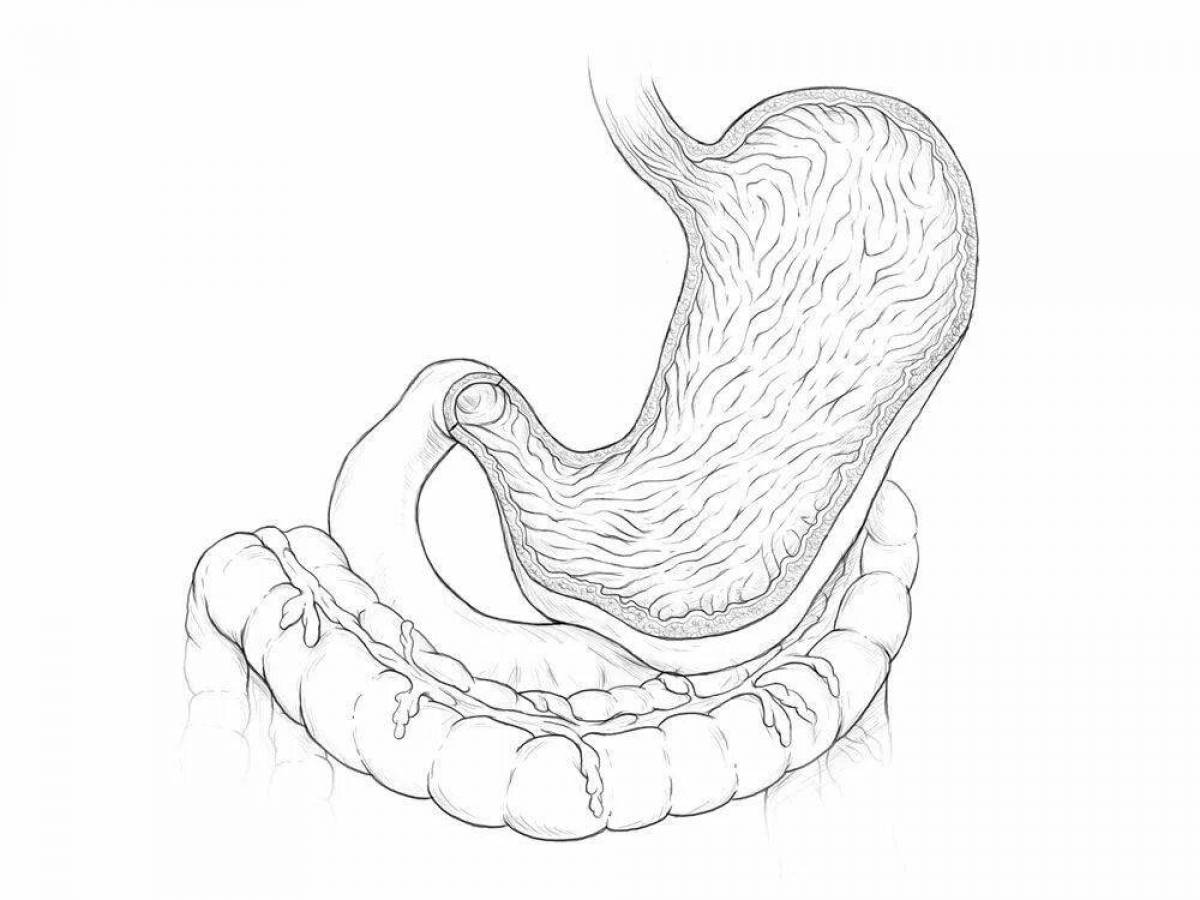 Рисунок желудка. Желудок контур. Желудок нарисовать. Желудок человека раскраска. Желудок рисунок анатомия.