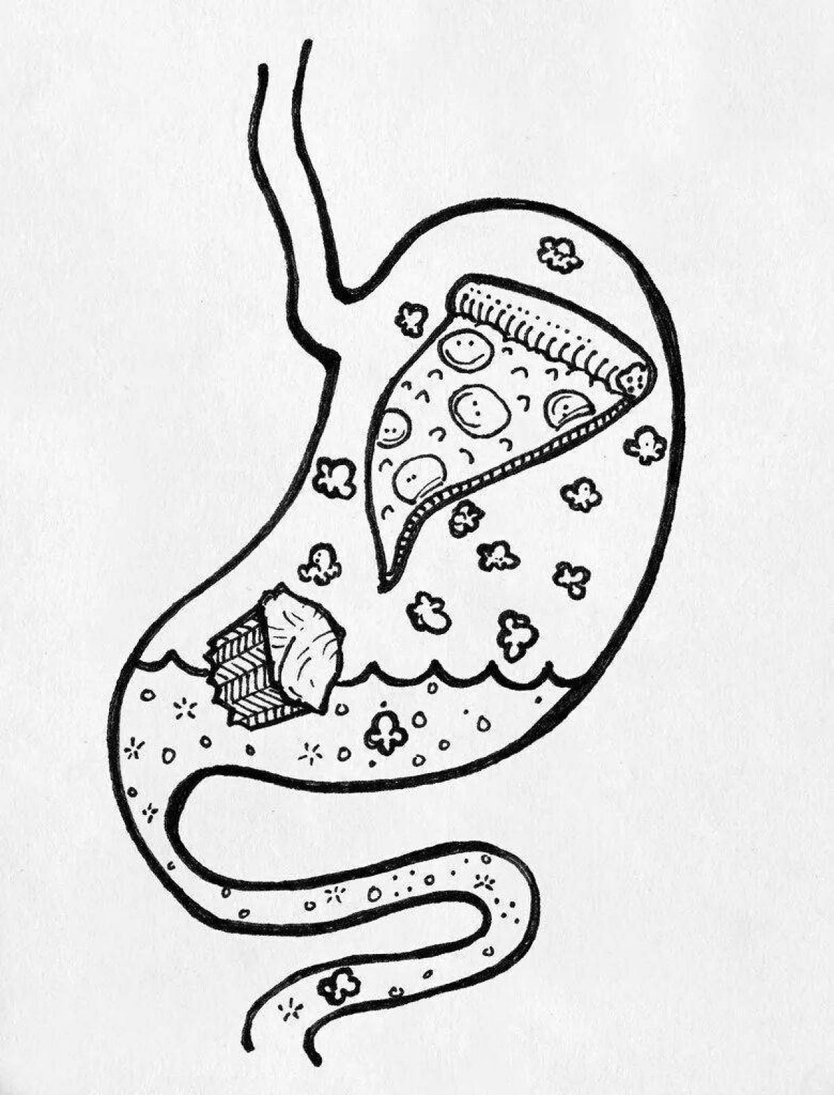 Желудок рисунок для детей