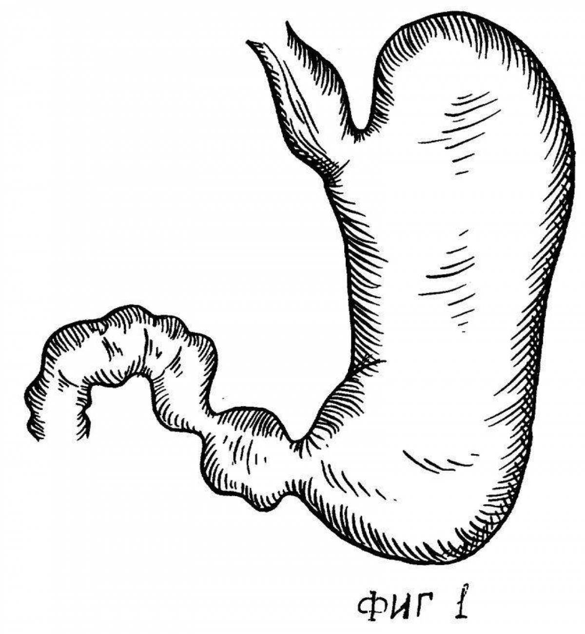 Желудок картины. Желудок контур. Желудок нарисовать.