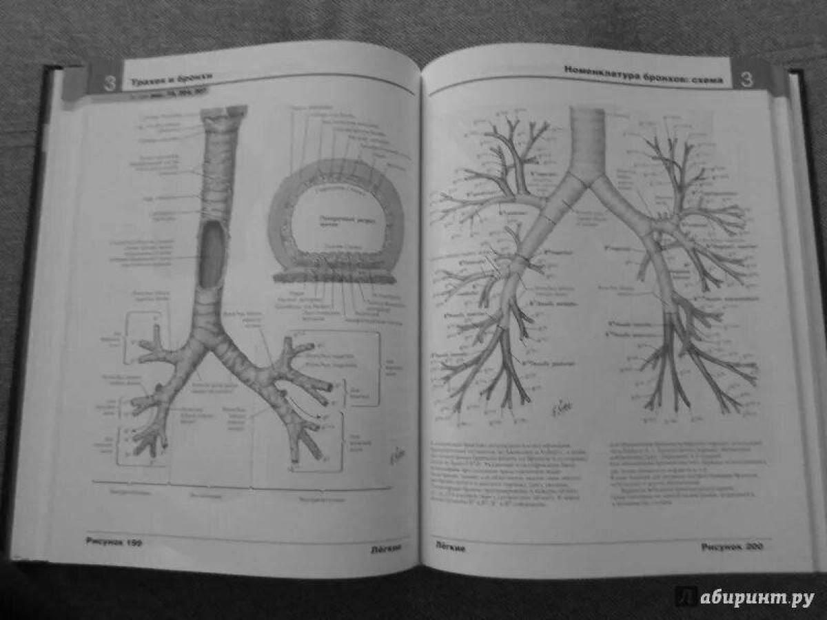 Атлас раскраска неттера. Джон Хансен анатомия Неттера. Анатомия раскраска Неттера. Атлас анатомии человека Неттера. Неврология атлас раскраска с иллюстрациями Неттера.