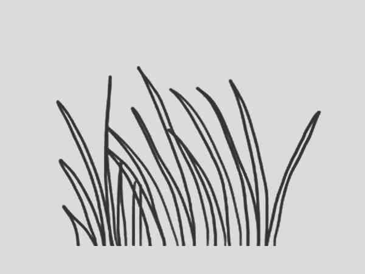 Травка раскраска. Трава раскраска. Травка раскраска для детей. Картинка трава раскраска. Контурное изображение травы.