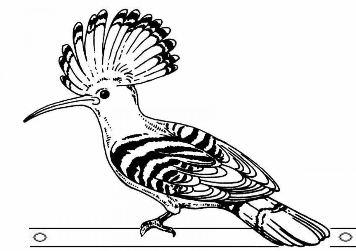 Coloring bright hoopoe