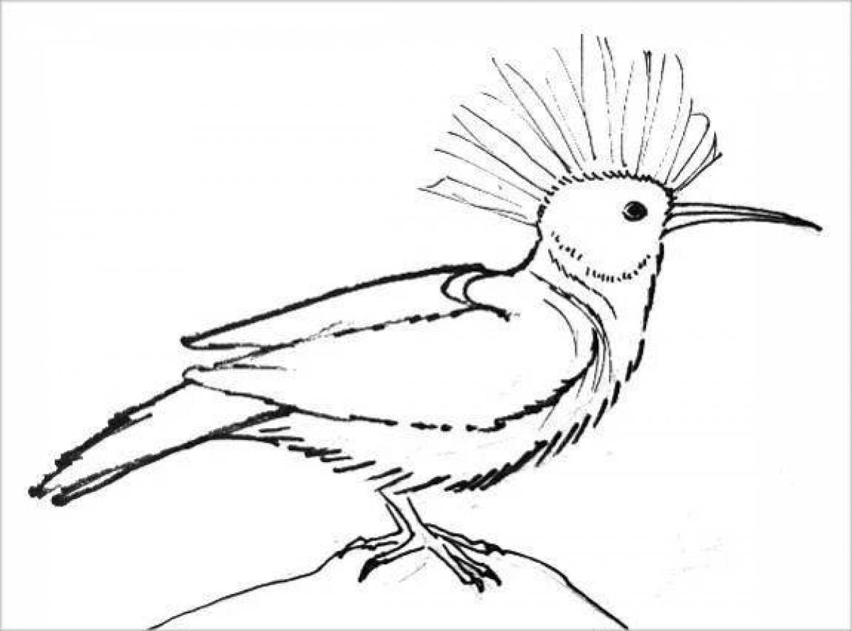 Charming hoopoe coloring book
