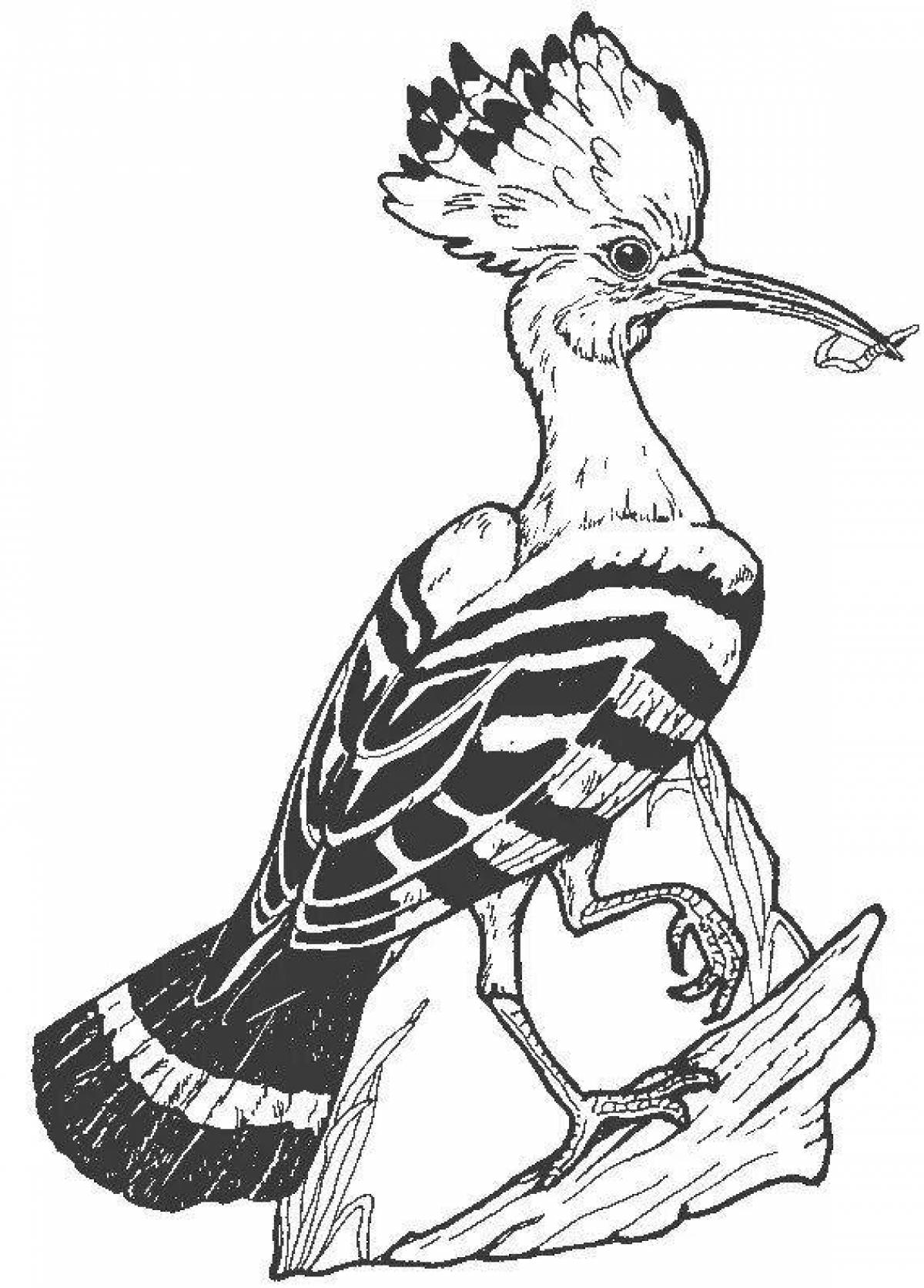 Intriguing hoopoe coloring book