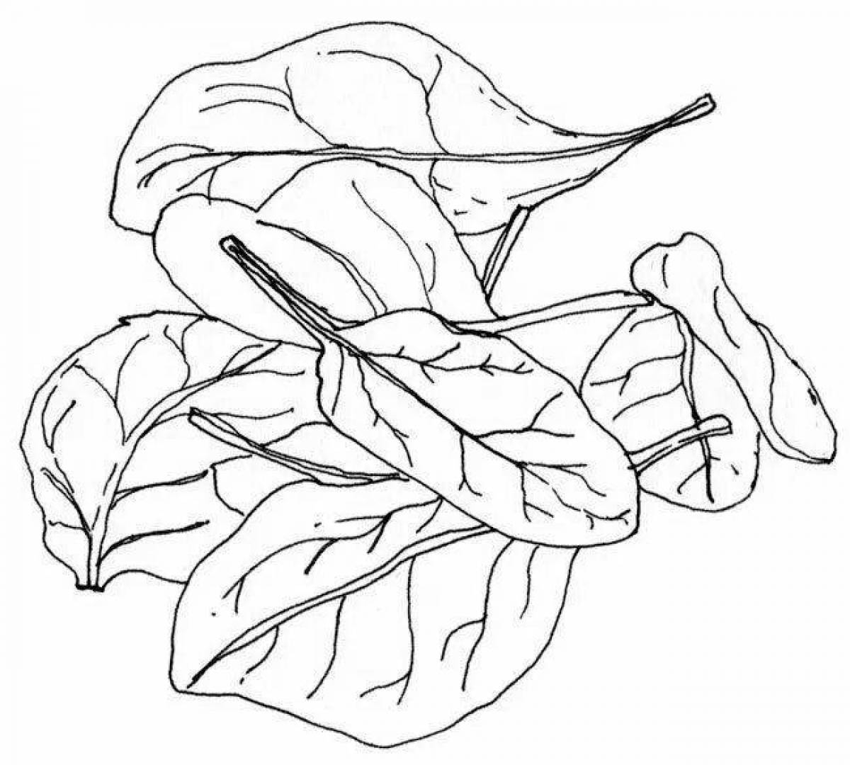 Exquisite sorrel coloring page