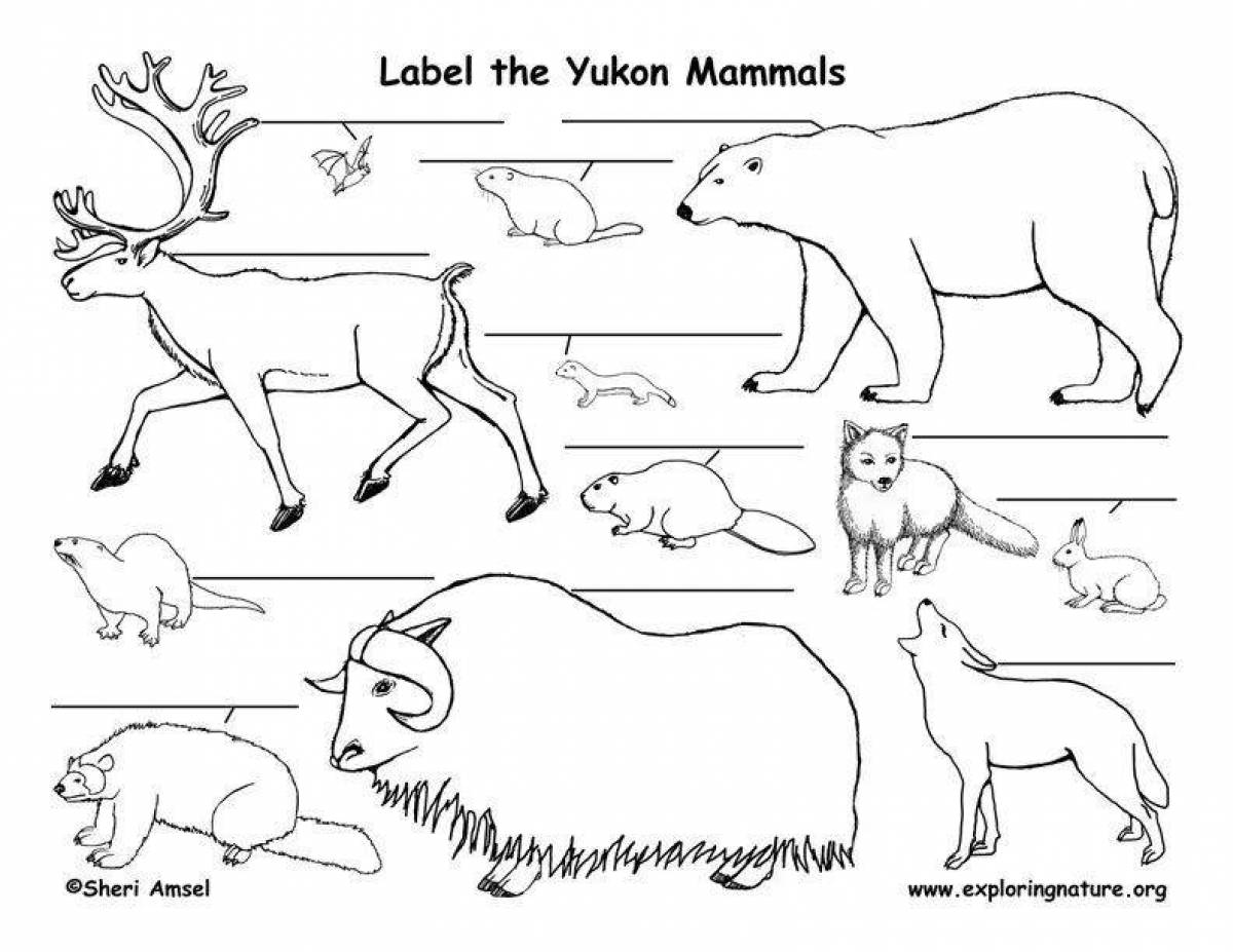 Cute mammal coloring pages