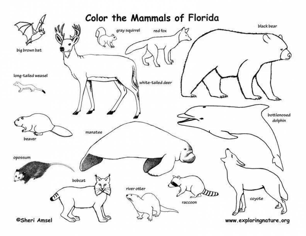 Анимированные раскраски млекопитающие