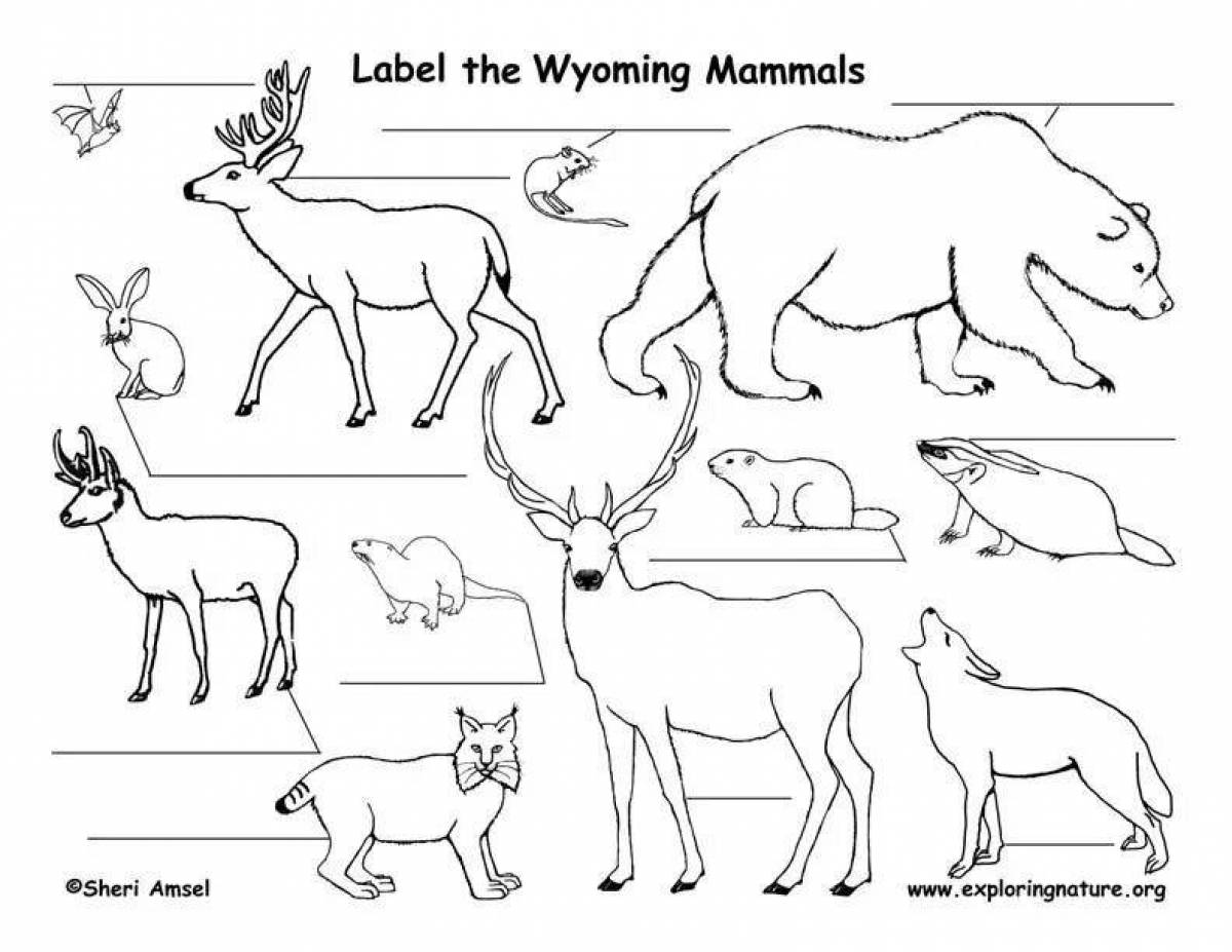 Happy coloring pages mammals