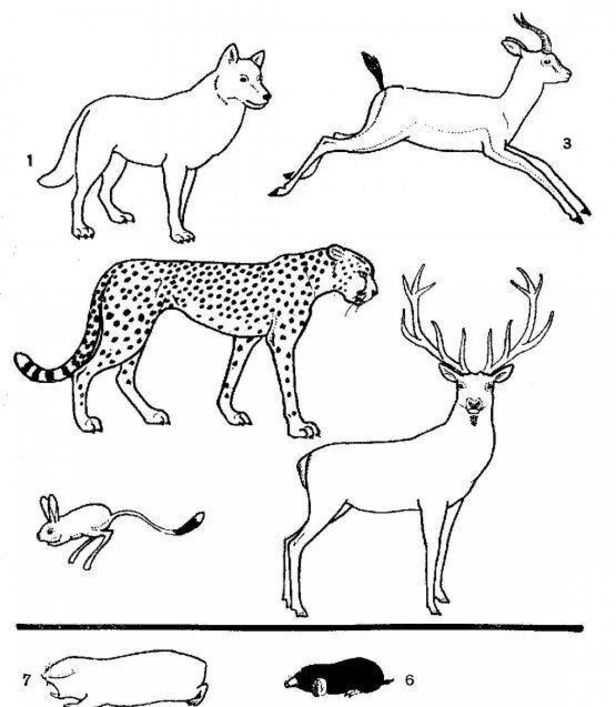 Fun coloring pages mammals