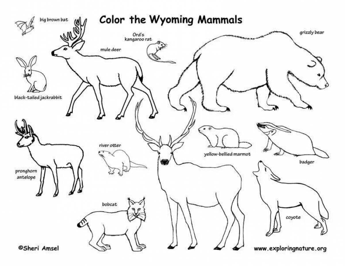 Забавные раскраски млекопитающие
