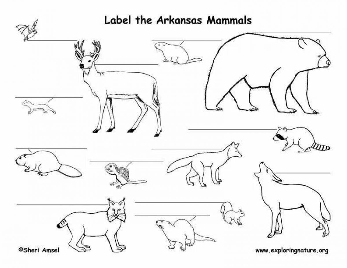 Mammals nice coloring pages