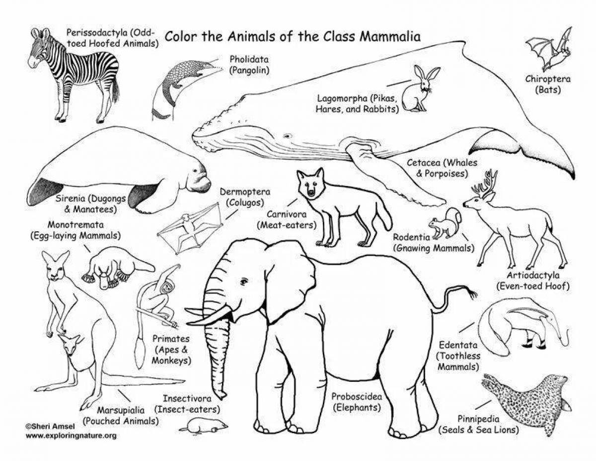 Потрясающие раскраски млекопитающих