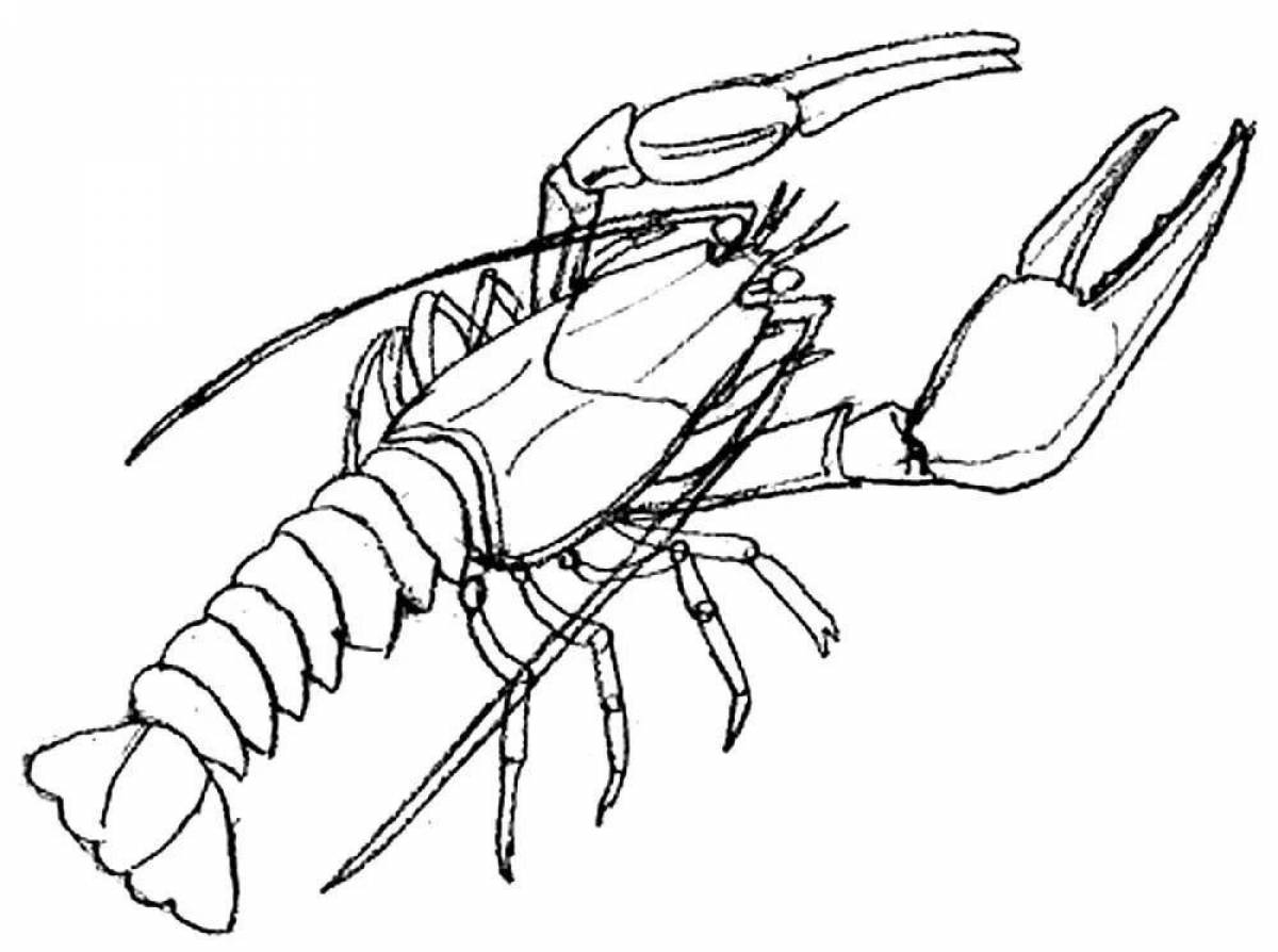 Colouring delightful spiny lobster