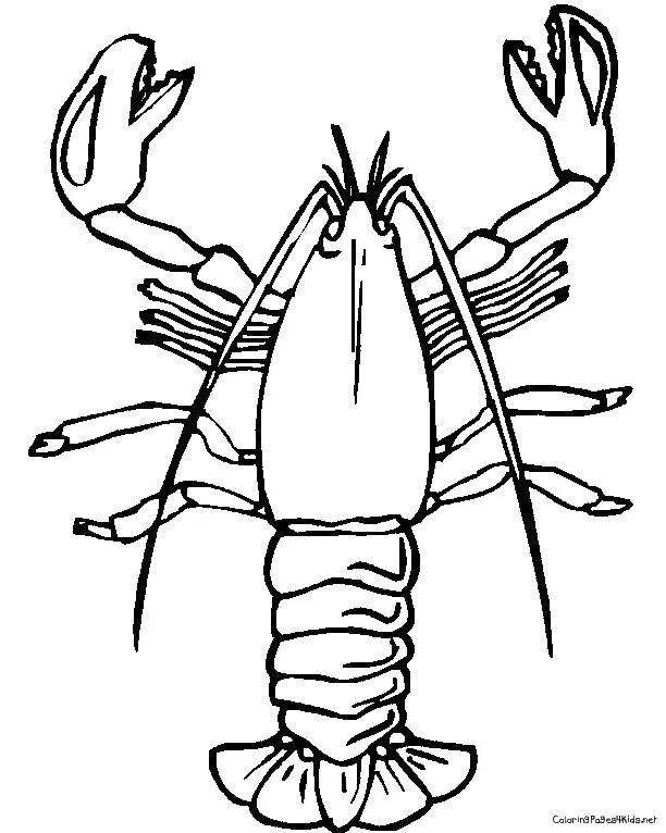 Coloring page charming spiny lobster