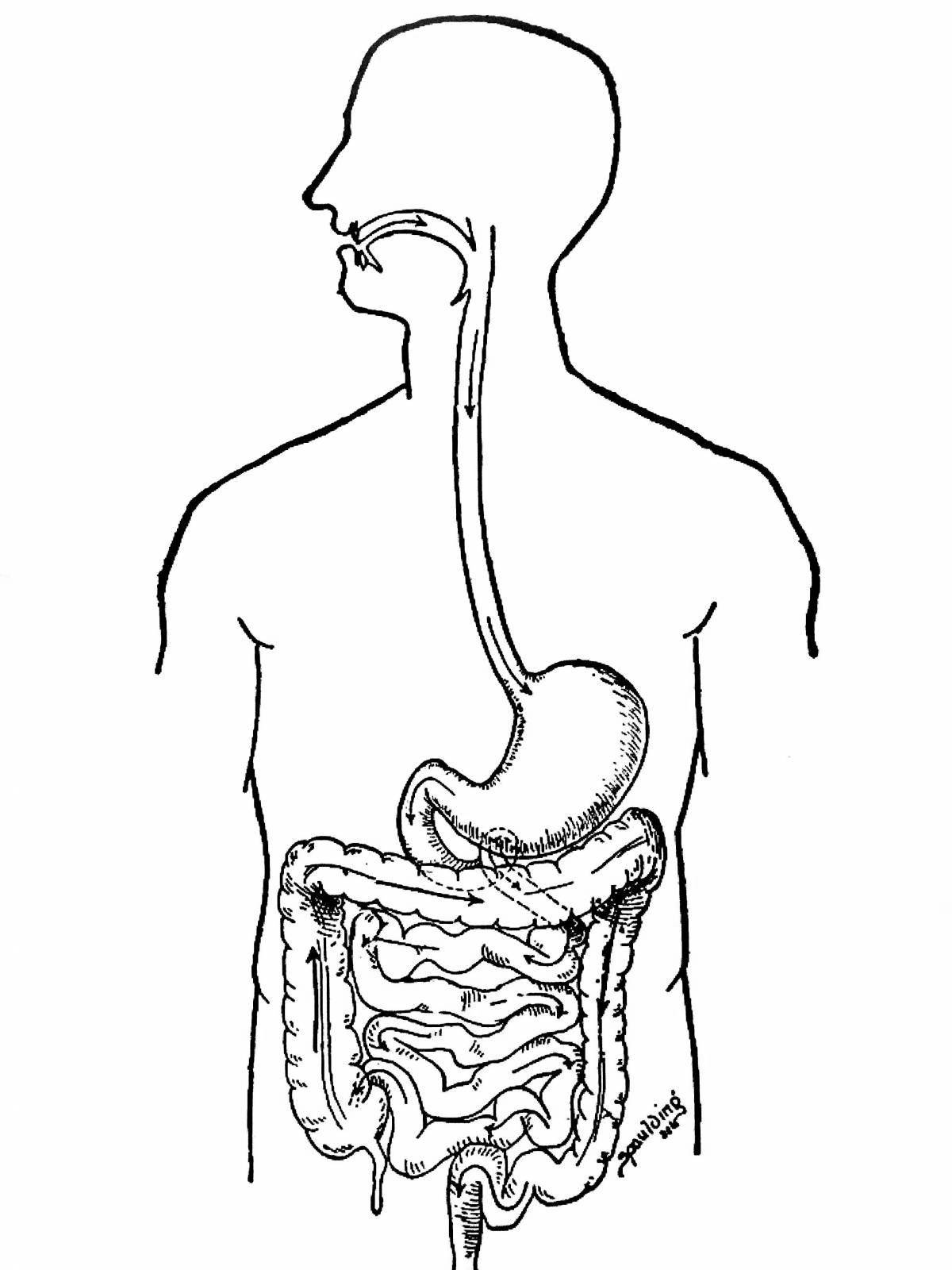 Уникальная страница раскраски желудка