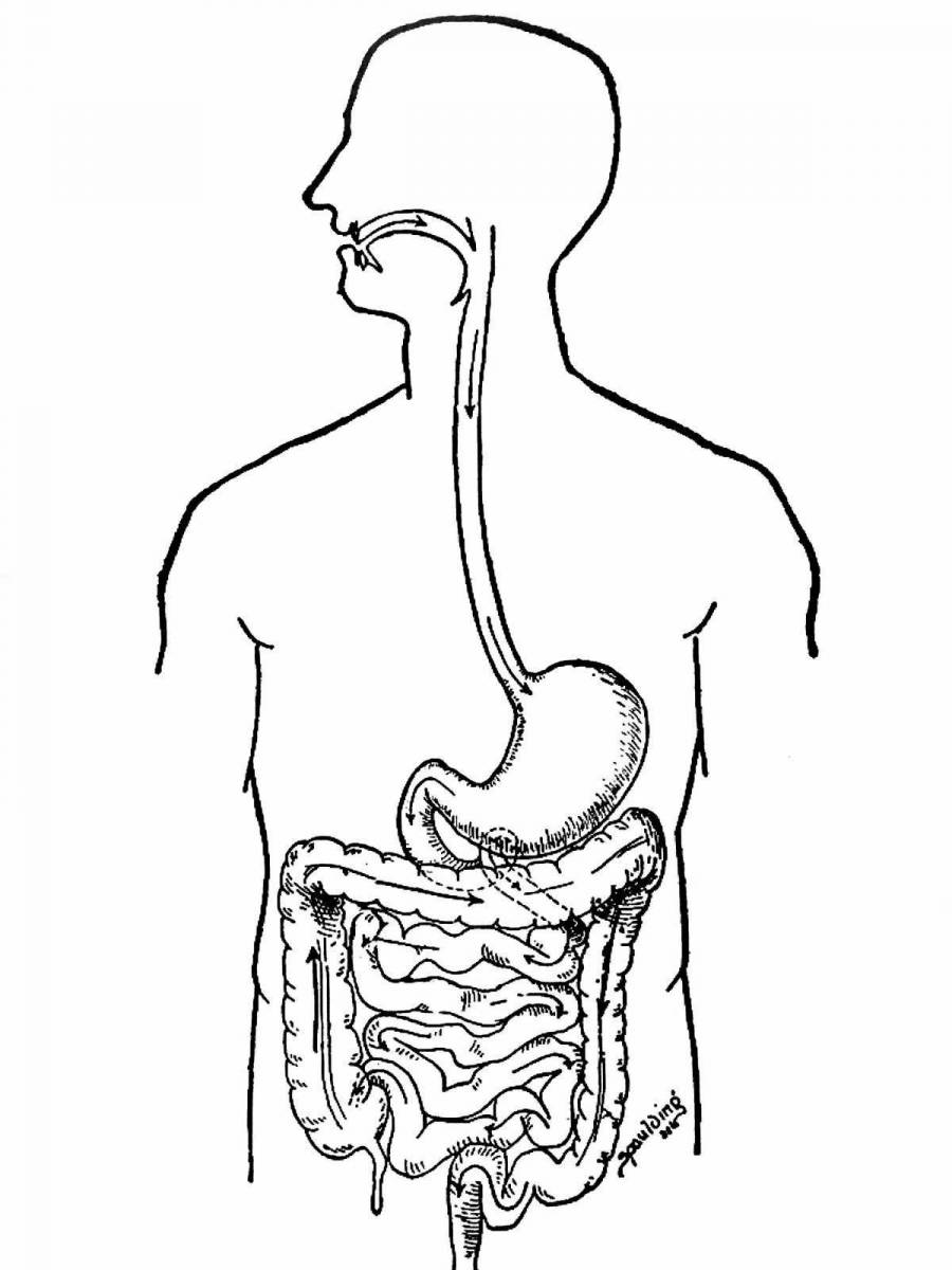 Как нарисовать желудок