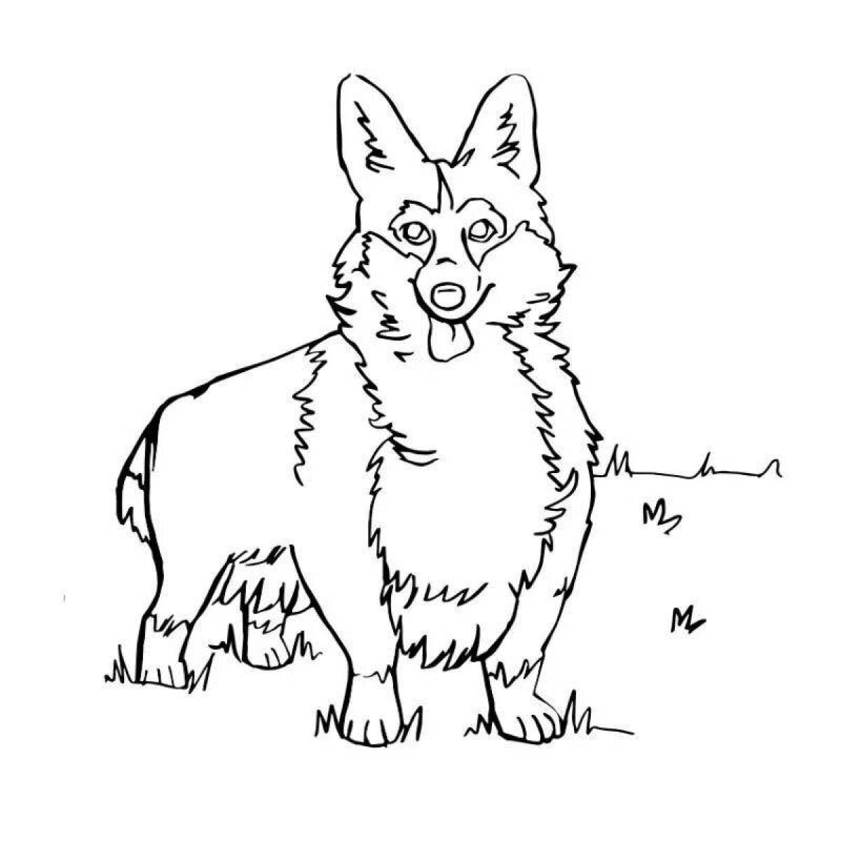Раскраска корги