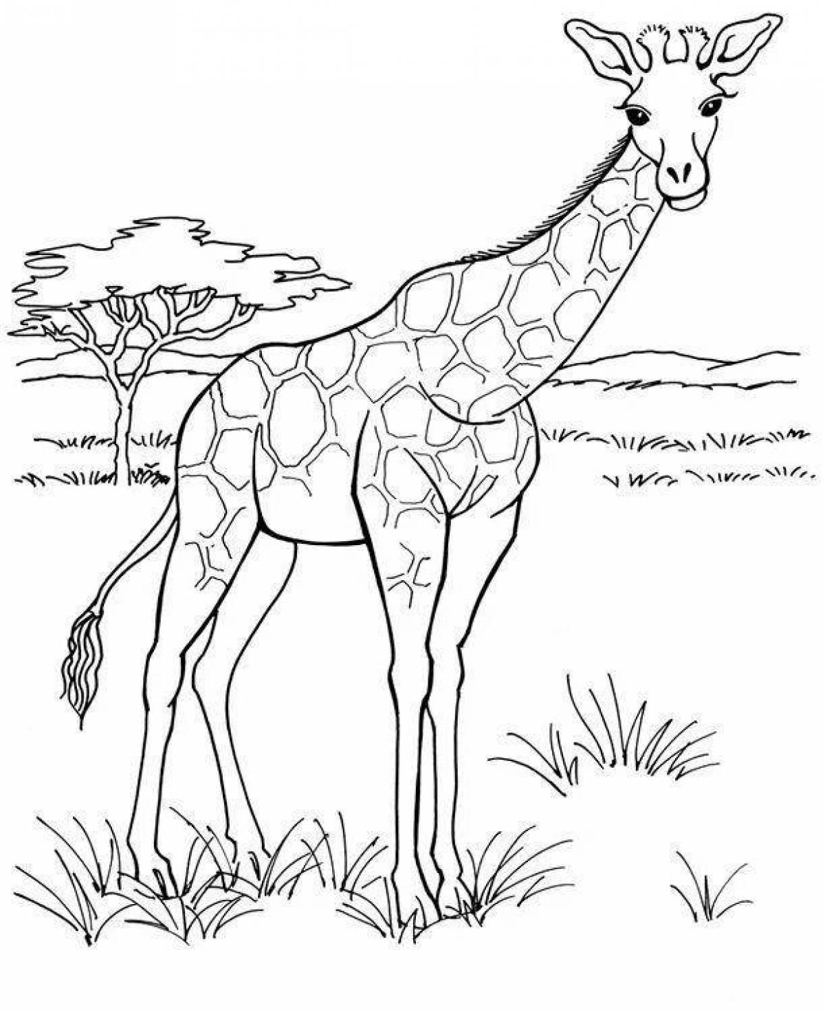 Раскраска животные Жираф