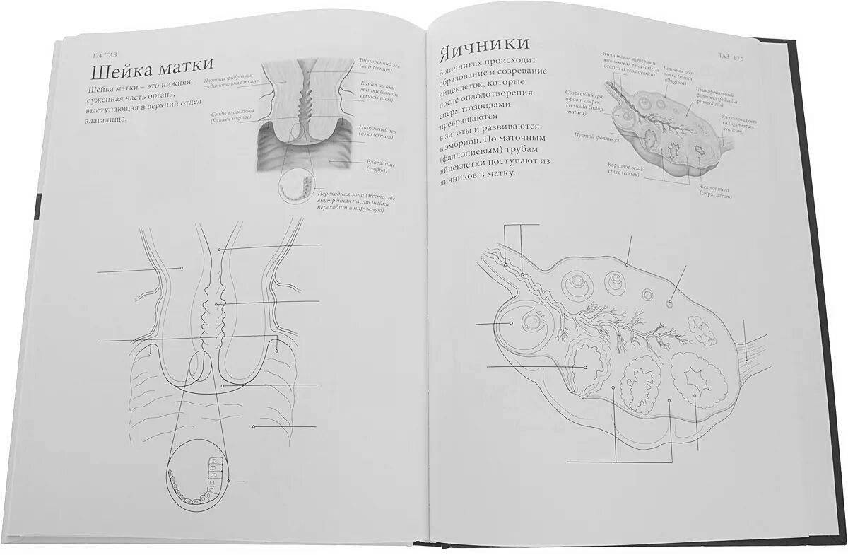 An incredible anatomy coloring book