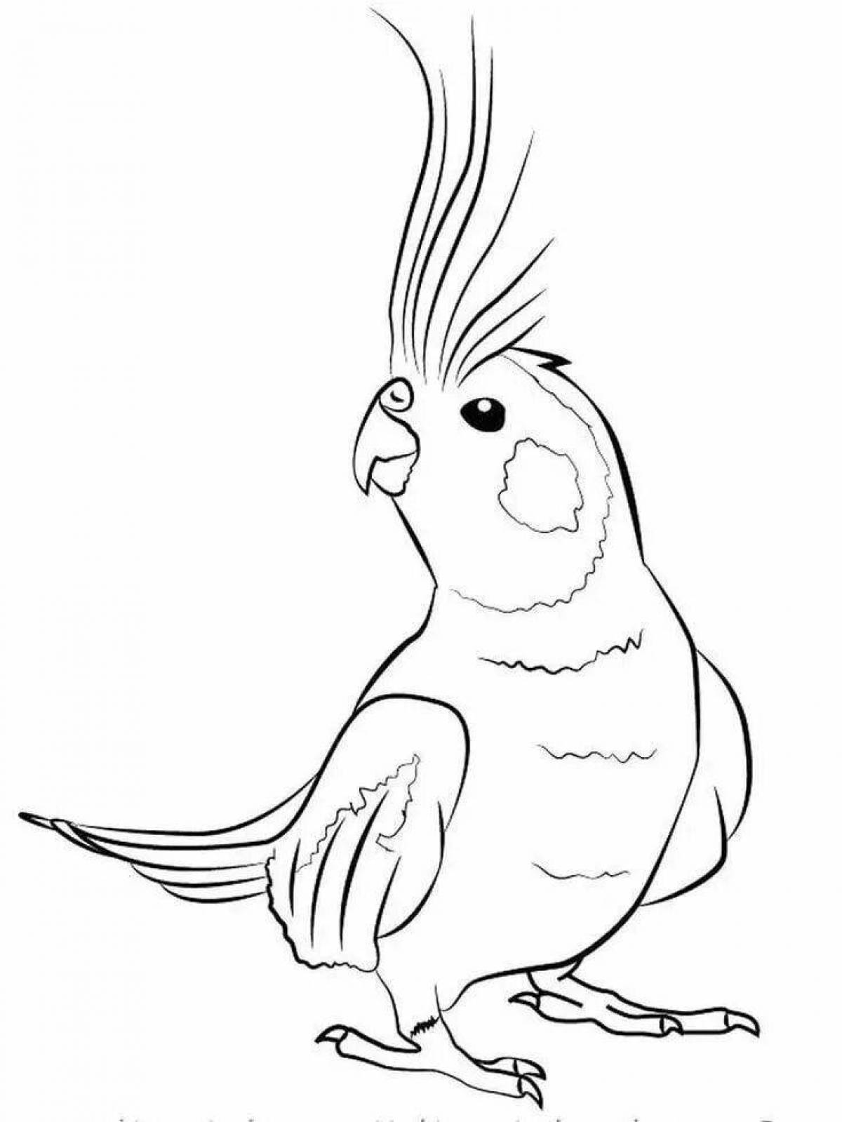 Раскраска яркий попугай кореллы