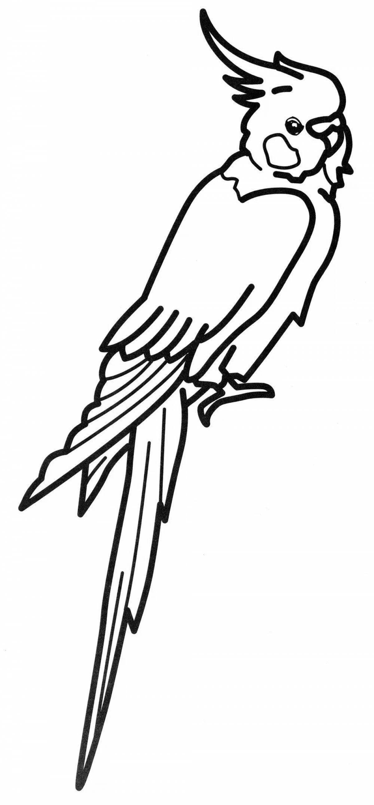 Раскраска веселый попугай кореллы