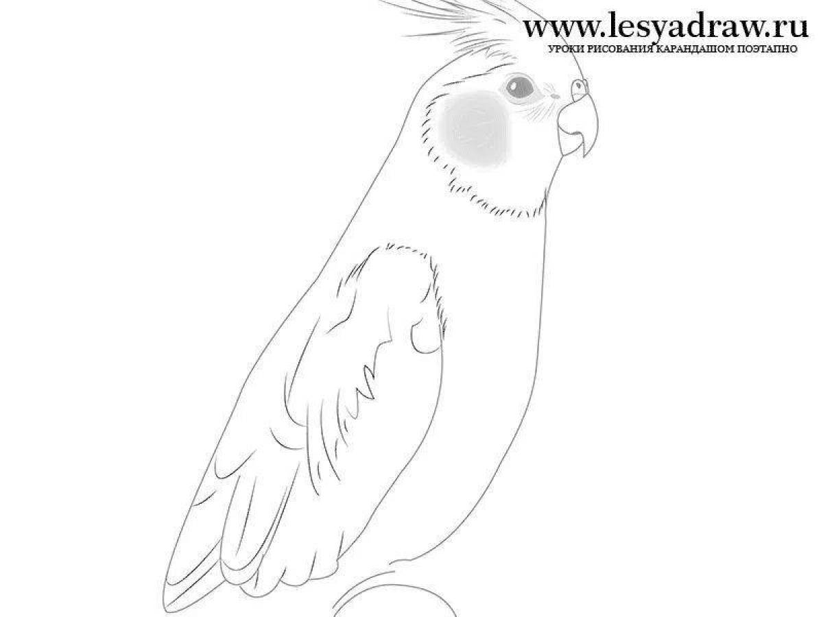 Majestic cockatiel parrot coloring page
