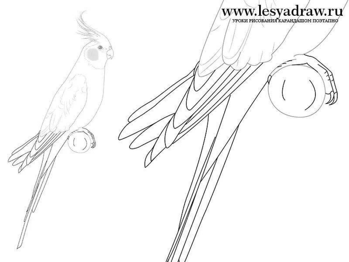 Awesome cockatiel parrot coloring page