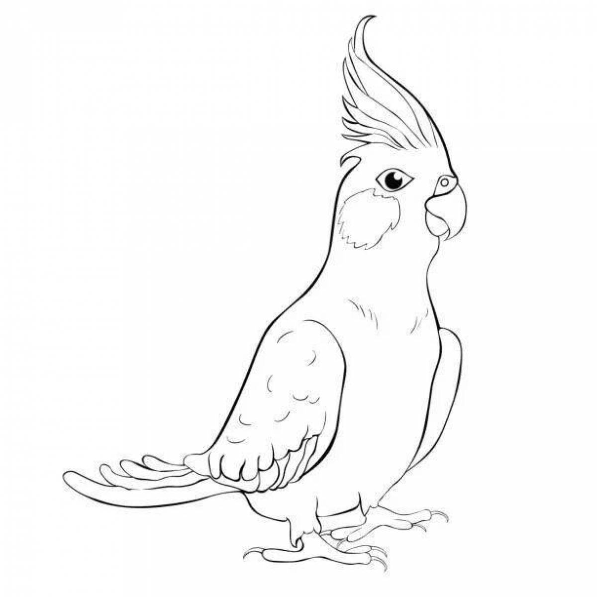 Раскраска ослепительный попугай кореллы
