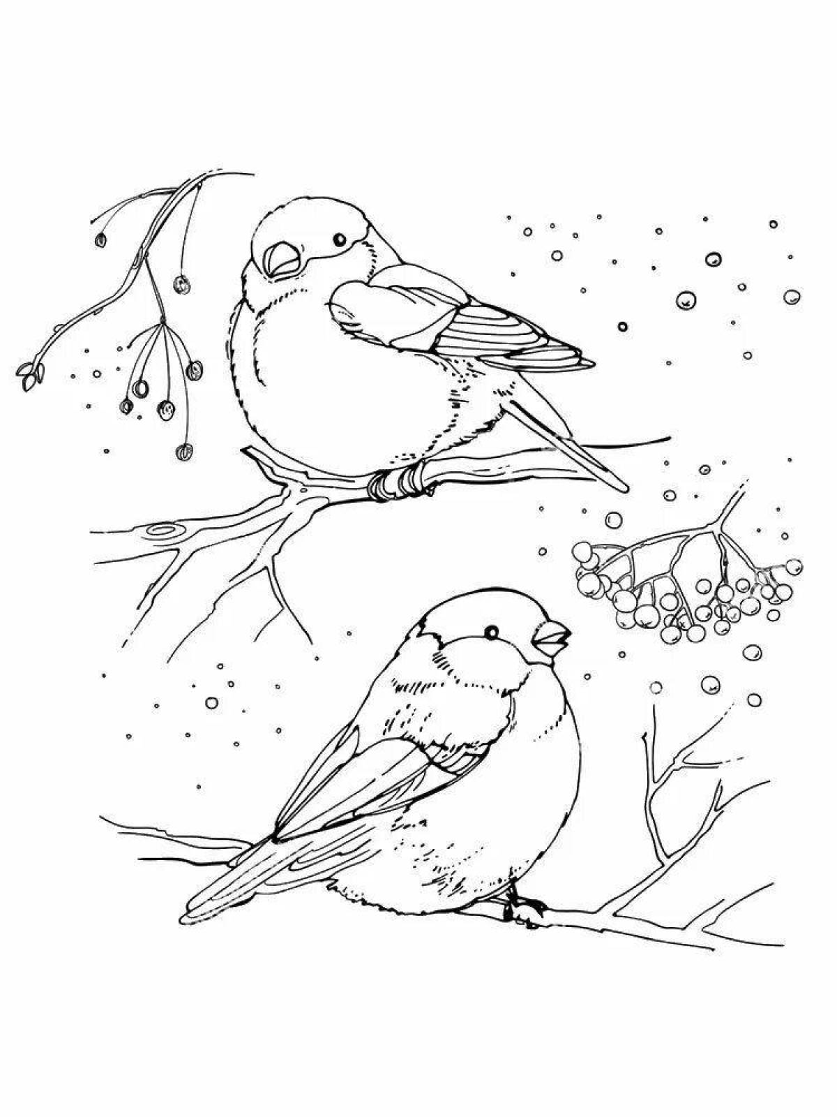 Раскраска изысканная птица снегирь