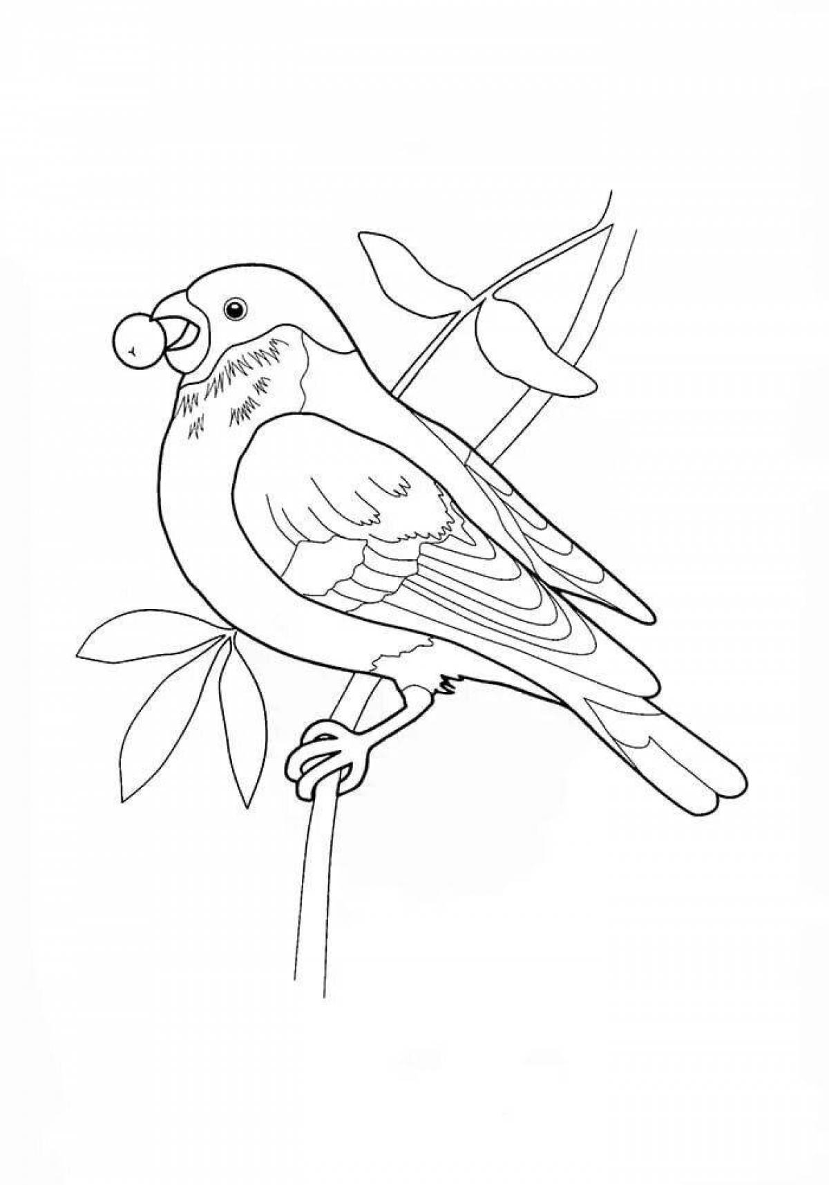 Раскраска анимированная птица снегирь
