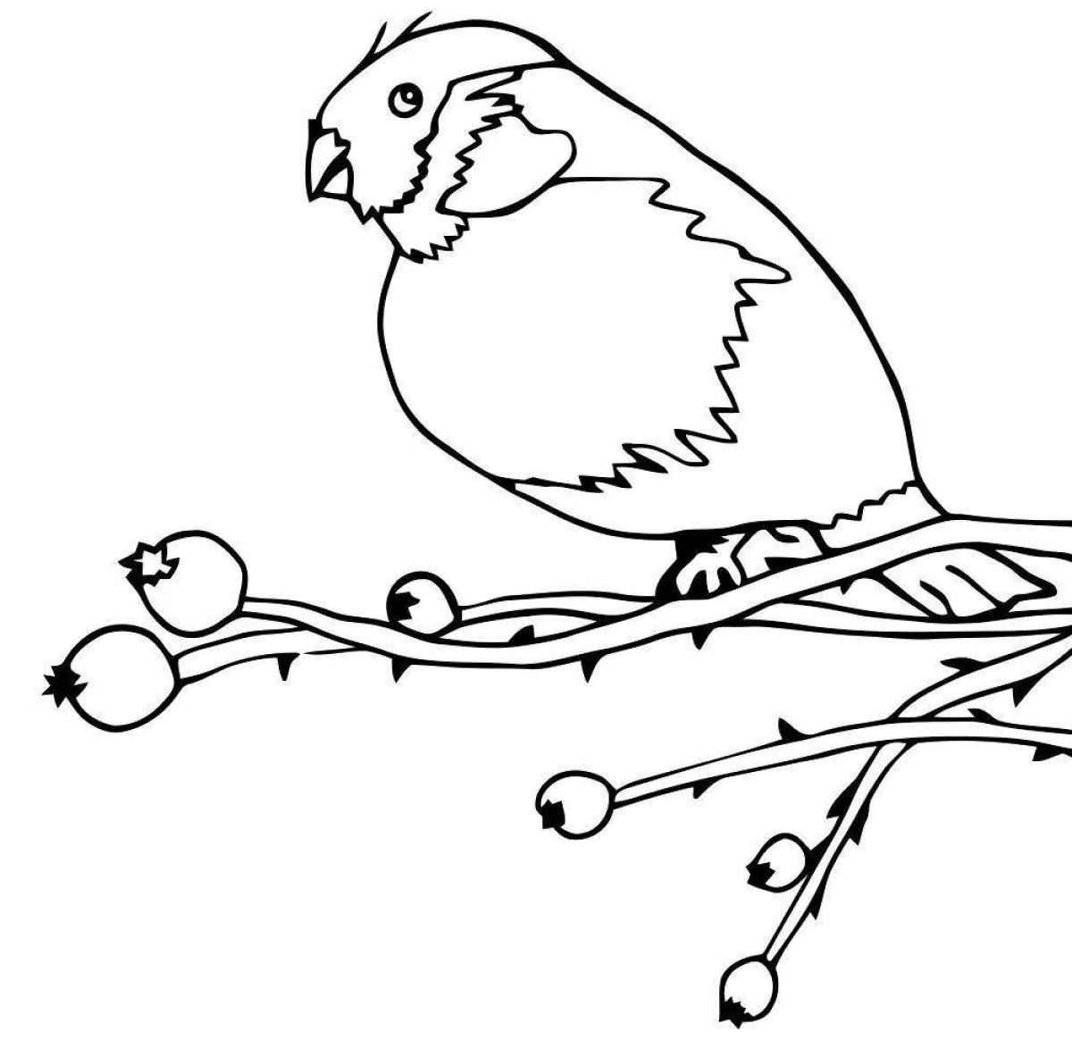 Coloring book charming bird bullfinch