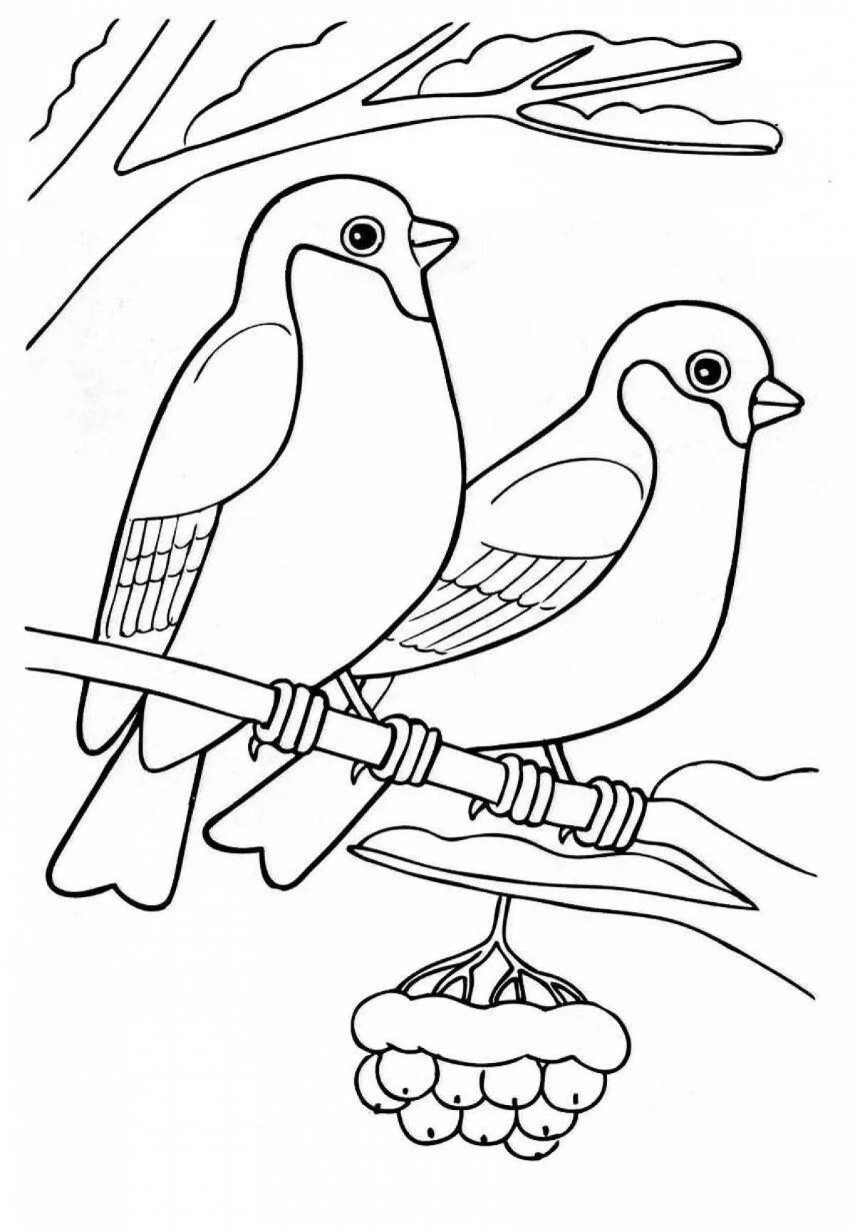 Coloring book funny bird bullfinch