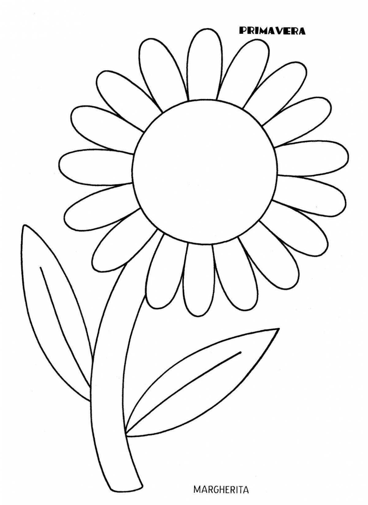 Coloring book sophisticated chamomile pattern