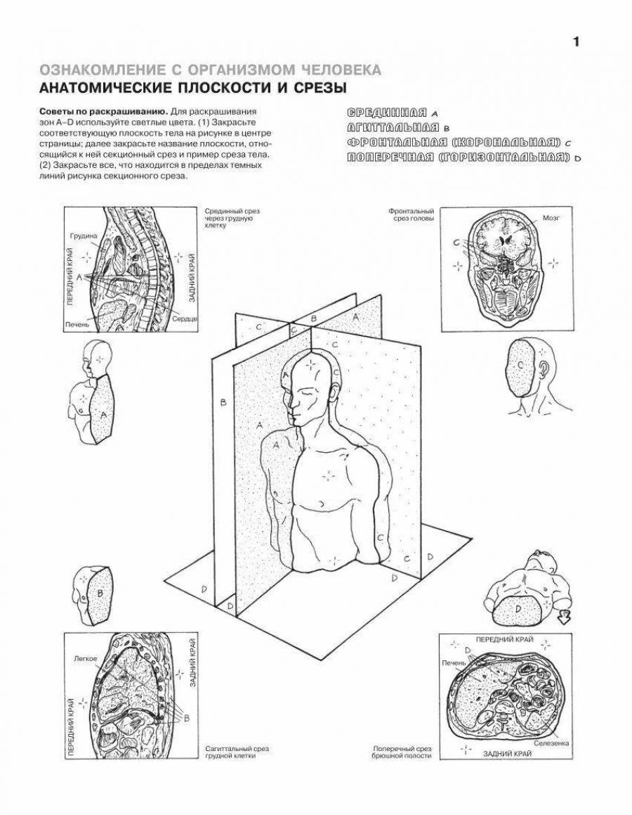 Coloring Pages Anatomy atlas 28 - 332645 Elegantnyy Atlas Raskraski Anatomii 